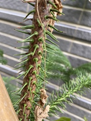 Araucaria heterophylla