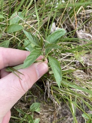 Mentha canadensis