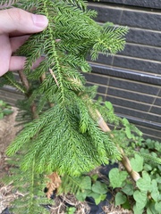 Araucaria heterophylla