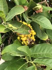 Libytheana carinenta mexicana