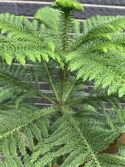 Araucaria heterophylla