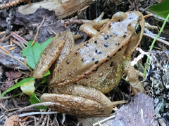 Rana cascadae