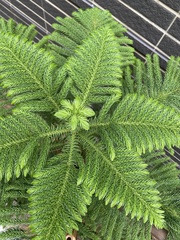Araucaria heterophylla