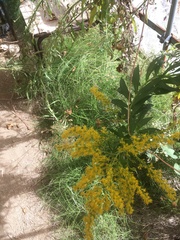 Solidago altissima