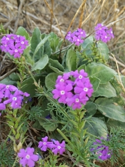 Verbena pulchella
