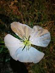 Oenothera tetraptera