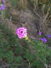 Verbena pulchella