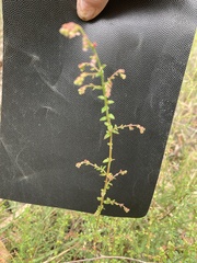 Gonocarpus teucrioides