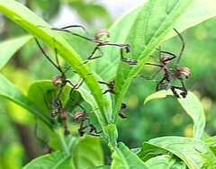 Pseudovates chlorophaea