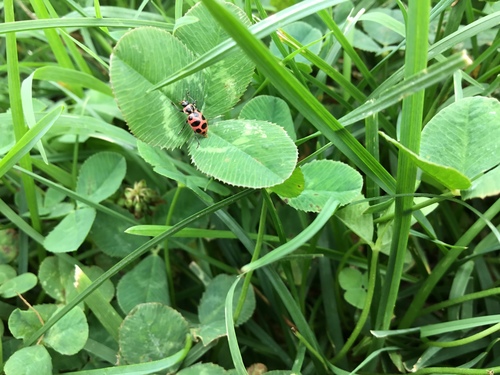Spotted Pink Lady Beetle photographed in Missouri