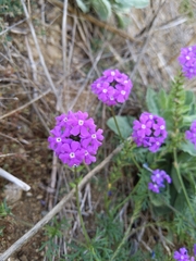 Verbena pulchella