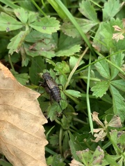 Allonemobius fasciatus