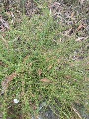 Gonocarpus teucrioides