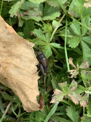 Allonemobius fasciatus