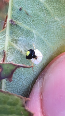 Theridula