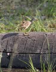 Poliolimnas cinereus