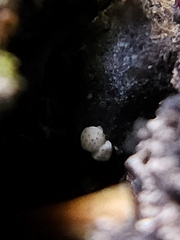 Trichoderma gelatinosum