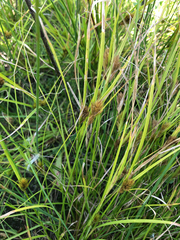 Carex sychnocephala