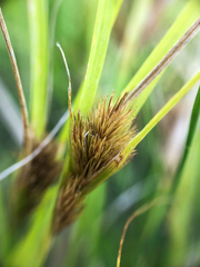 Carex sychnocephala
