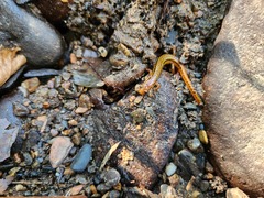 Eurycea wilderae
