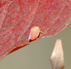Gyponana gladia
