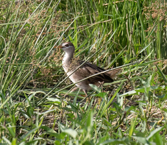 Poliolimnas cinereus