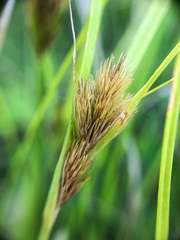 Carex sychnocephala