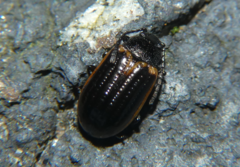 Microtheca ochroloma