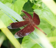 Neurothemis terminata