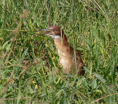 Ixobrychus cinnamomeus