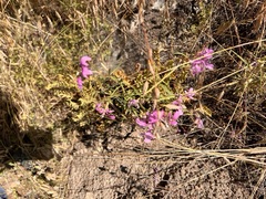 Clarkia pulchella