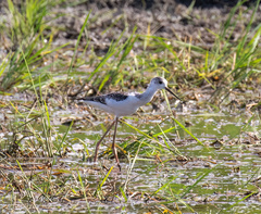 Himantopus leucocephalus