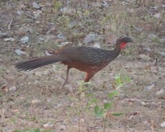 Penelope ochrogaster