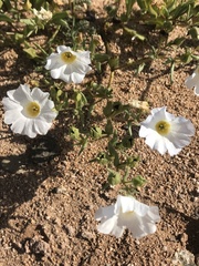 Nolana baccata