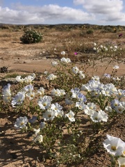 Nolana baccata