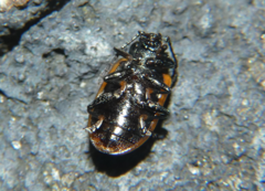 Microtheca ochroloma