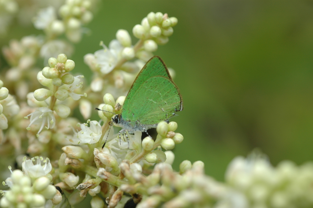 Erora subflorens