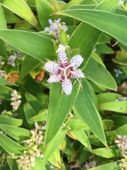 Tricyrtis hirta