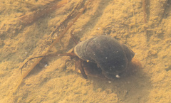 Pomacea canaliculata
