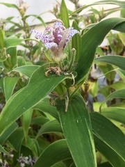 Tricyrtis hirta