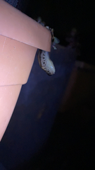 Limax maximus