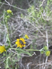 Acmaeodera flavomarginata