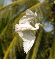 Ardea intermedia