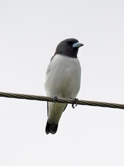 Artamus leucorynchus