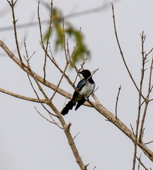 Dicrurus balicassius
