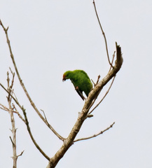 Loriculus philippensis