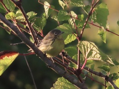 Setophaga kirtlandii