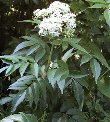 Sambucus australis