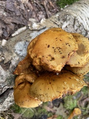 Gymnopilus