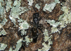 Tiphioidea